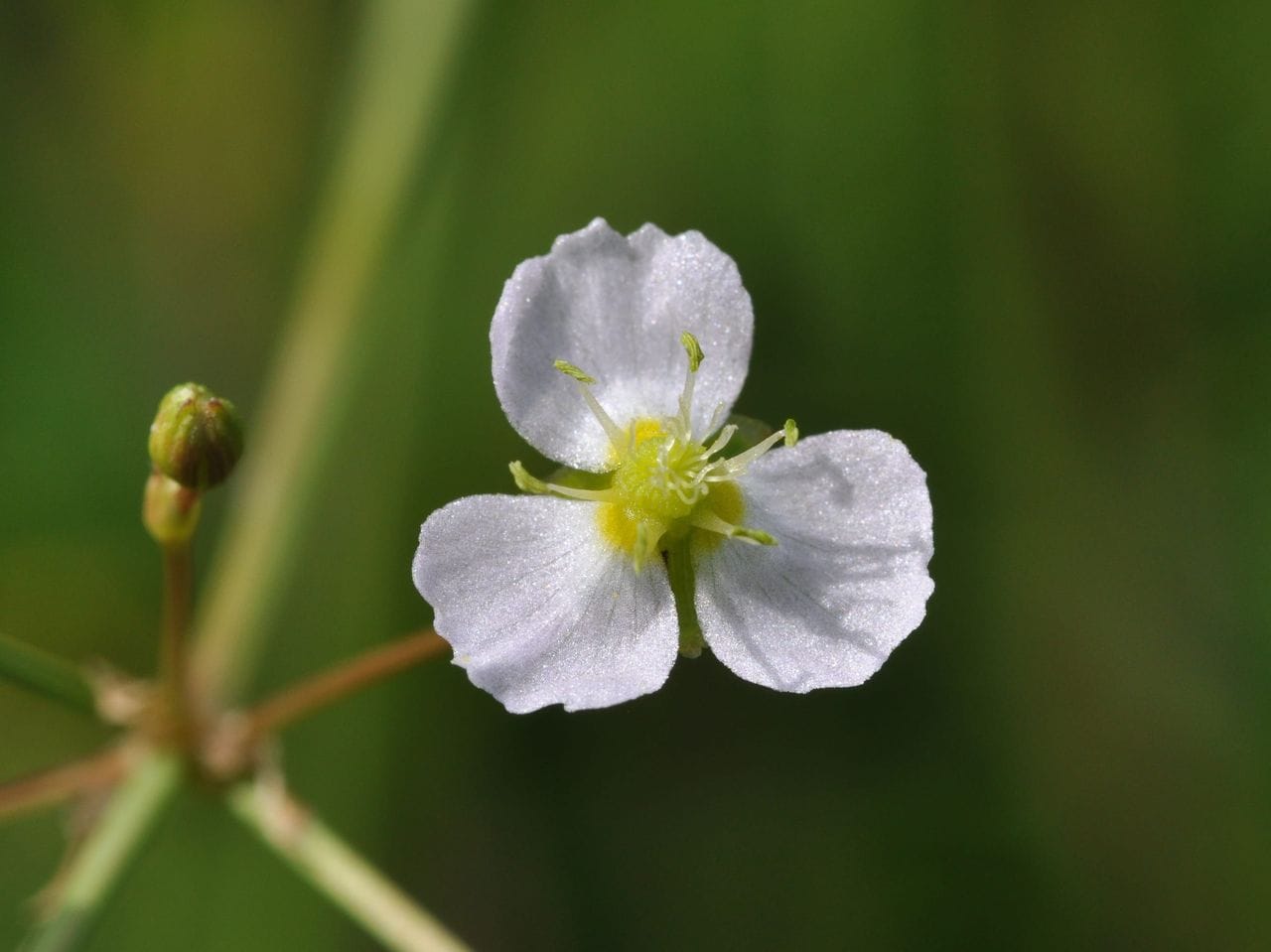 Alisma plantago-aquatica